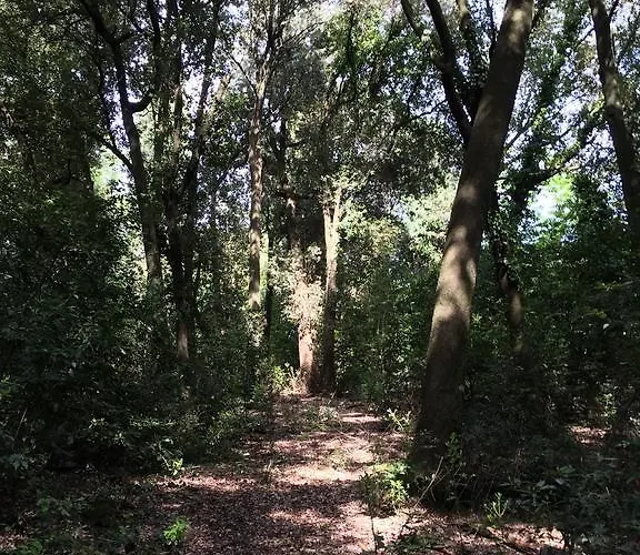 فيلة Il Broglino